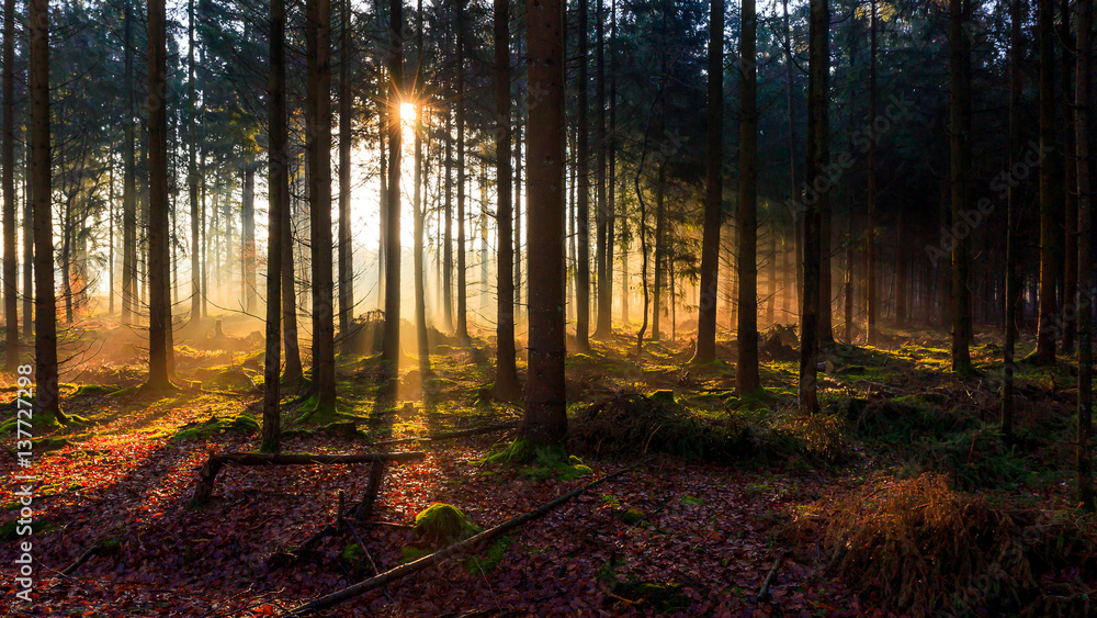 Fototapeta premium Sunrise in a forest near Friedeburg