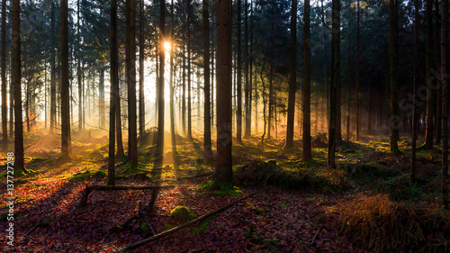 Sunrise in a forest near Friedeburg