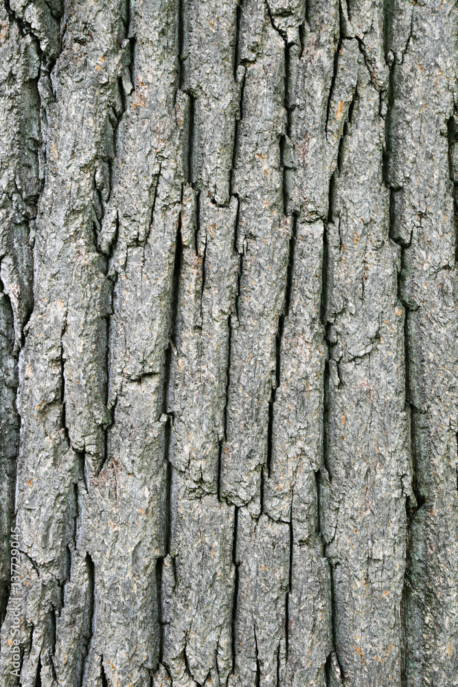 Fototapeta premium tulip tree bark