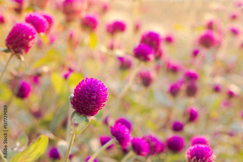 Purple amaranth flower in the garden with sunlight fair Purple amaranth flower in the garden with sunlight fair
