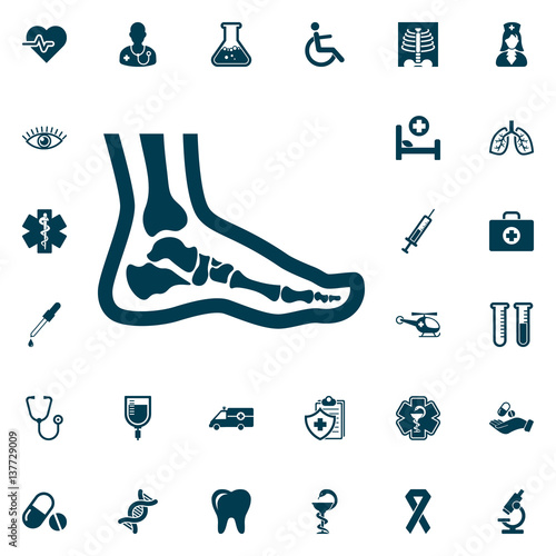 Foot anatomy. Single flat icon, medical set on white background. Vector illustration.