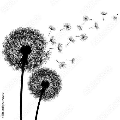 Nature background with dandelion silhouette