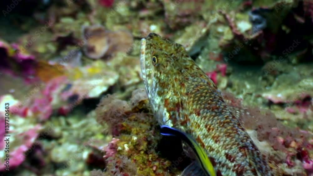Cleaner fish close up underwater on seabed of nature Philippines. Deep sea diving. Travel in world of unique colorful beautiful ecosystem nature. Wild wonderful marine tourism. Cleaner fish close up underwater on seabed of nature Philippines. Deep sea diving. Travel in world of unique colorful beautiful ecosystem nature. Wild wonderful marine tourism.