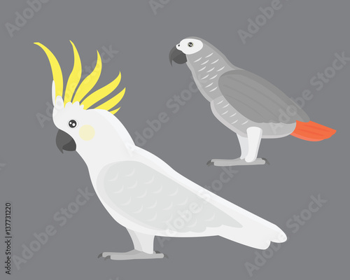 Cartoon tropical cockatoo parrot wild animal bird vector illustration.