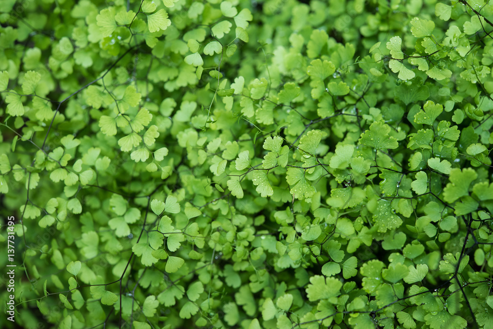 green bush of fern