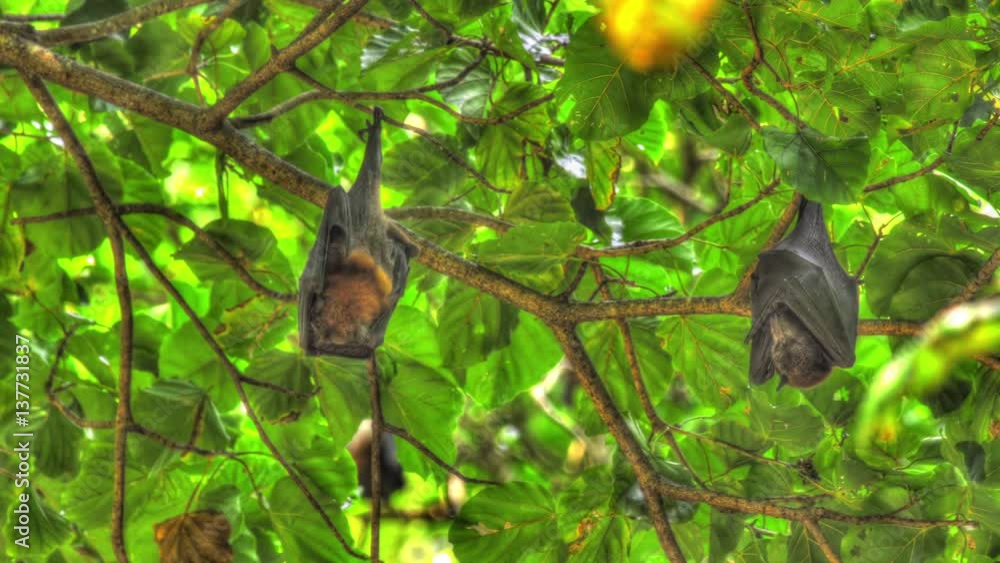 Flying foxes hangs on a tree branch and washes