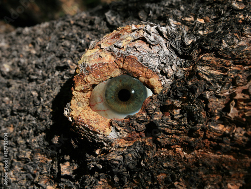 tree eye