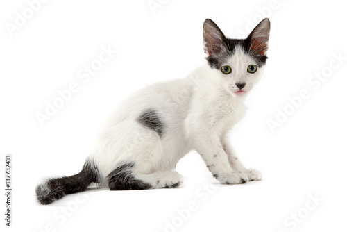 small white cat on a white background photo