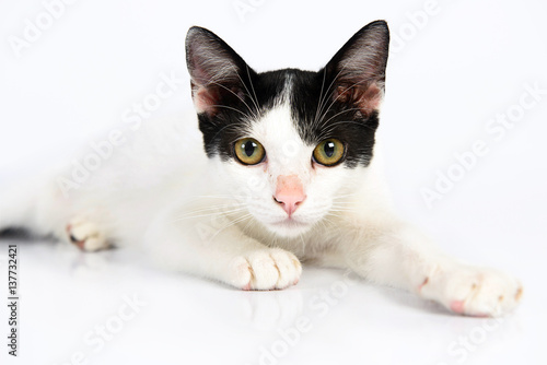 white cat on a white backbackground lying down and looking to the camera photo