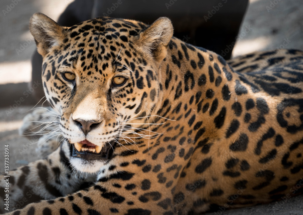 Spotted Leopard Portrait Spotted Leopard Portrait