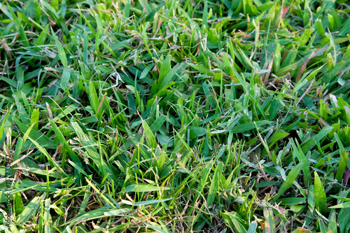 greensward field background Green field