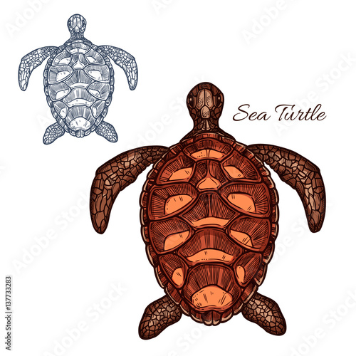 Sea turtle vector isolated icon
