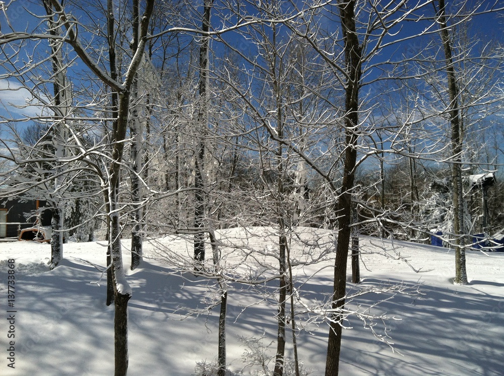 Fototapeta premium trees in winter with snow