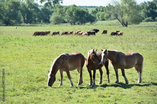 Horses and Cows