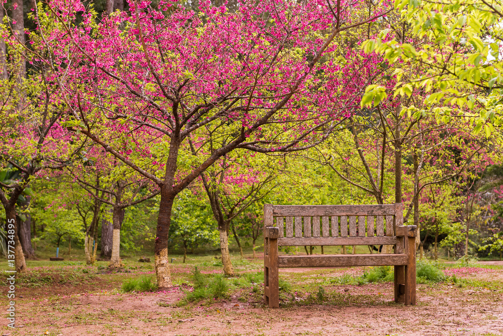 Wooden bench under the pink sakura tree in cherry blossom time Wooden bench under the pink sakura tree in cherry blossom time