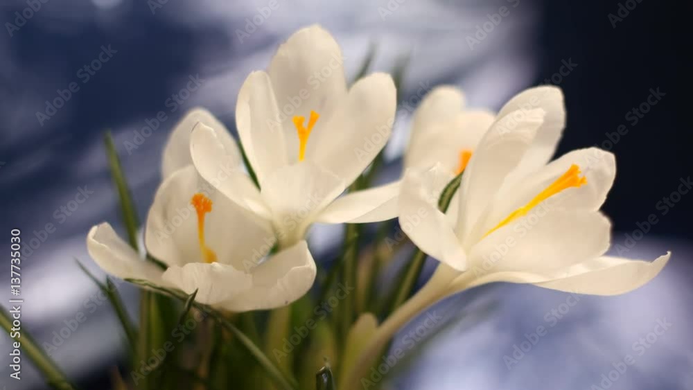 Flower Blooming Beautiful Spring Time Lapse Flower Blooming Beautiful Spring Time Lapse