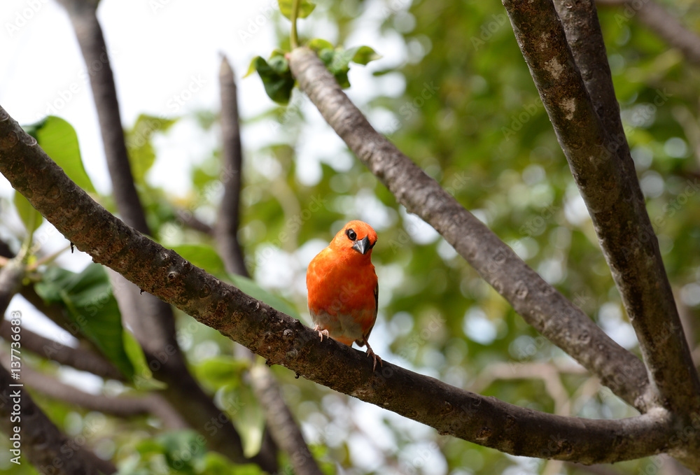 A Foudia bird on the La Digue island of the Seychelles A Foudia bird on the La Digue island of the Seychelles
