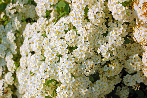 White Spiraea flower