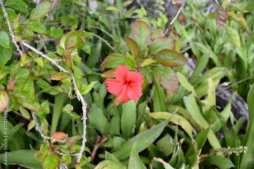 A flower on the La Digue island of the Seychelles