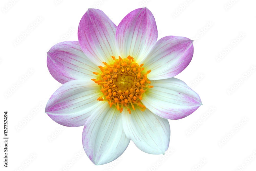 Blooming white pink flower with yellow pollen Blooming white pink flower with yellow pollen