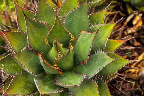 Brilliant green Agave shawii photo