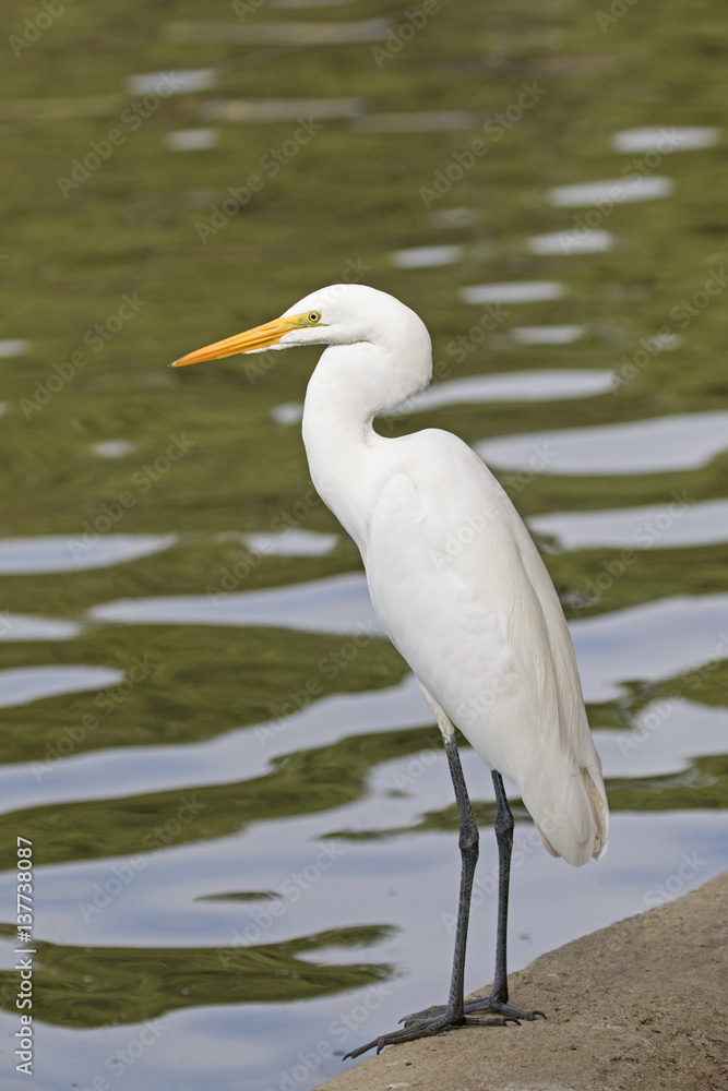 Bird tall white great egret heron on the banks of the Los Angeles River Bird tall white great egret heron on the banks of the Los Angeles River