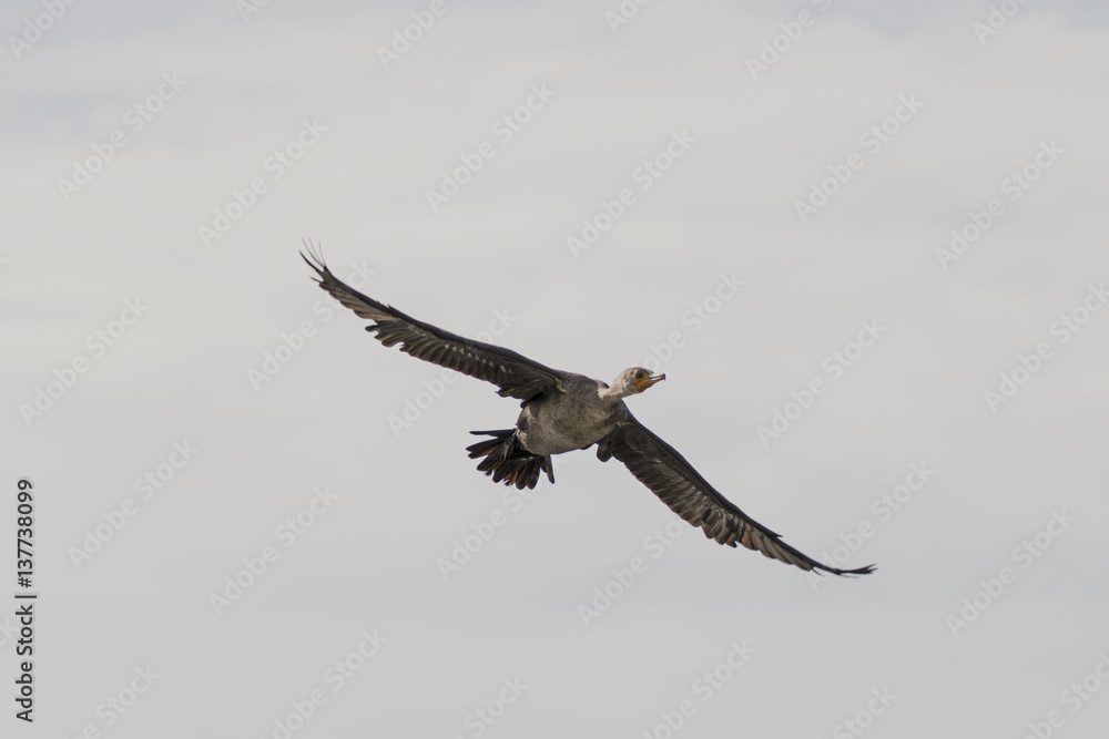 Bird cormorant flying above Los Angeles River Bird cormorant flying above Los Angeles River