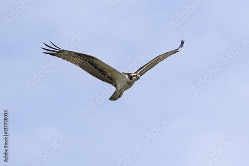Bird osprey flying above the Los Angeles River