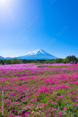Fototapeta Naklejka Na Ścianę i Meble -  Mount Fuji and Moss Phlox Flowers,Spring Landscape,in Yamanashi,Japan