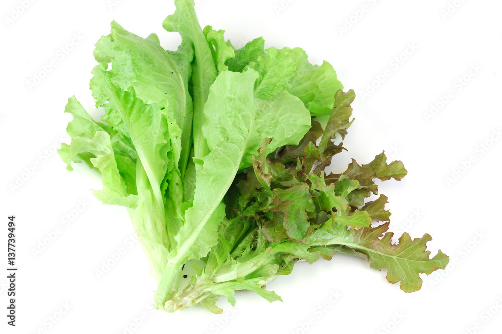 fresh lettuce isolated on the white background fresh lettuce isolated on the white background