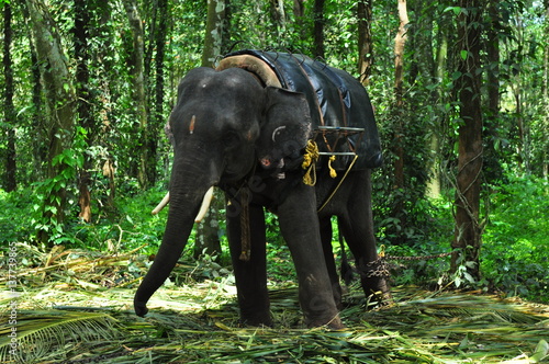 elephant © kiran