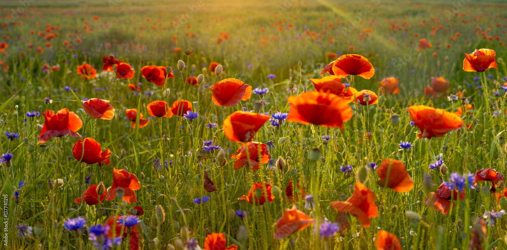 Obraz premium Wild poppies field in the evening light, panorama