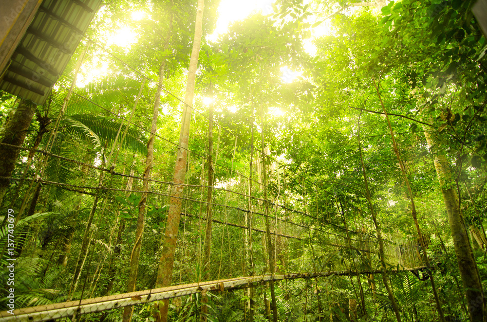 Naklejka premium canopy bridge in taman negara, malaysia