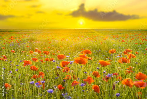 Wild poppies field in the evening light, panorama