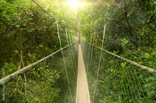 canopy bridge in taman negara, malaysia photo