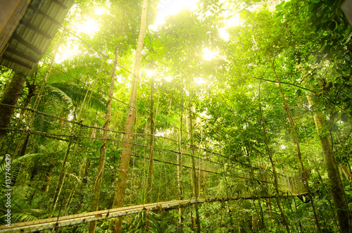 canopy bridge in taman negara, malaysia photo