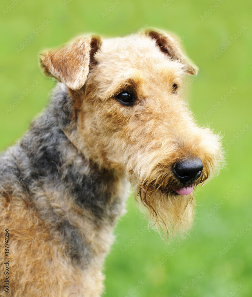 Airedale Terrier portrait Airedale Terrier portrait