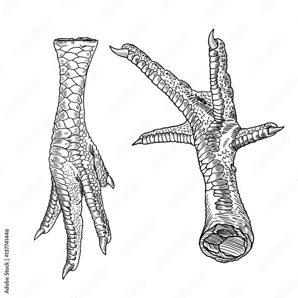 Set of chicken, rooster, turkey feet. Hand drawing engraving style