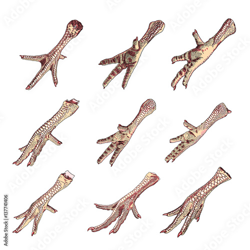 Set of chicken, rooster, turkey feet. Hand drawing engraving style. Domestic farm bird or hen legs for cooking. Vector.