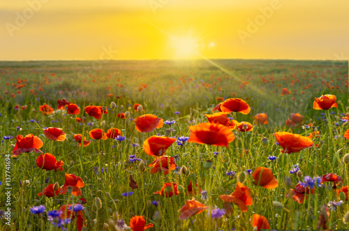 Wild poppies field in the evening light  panorama