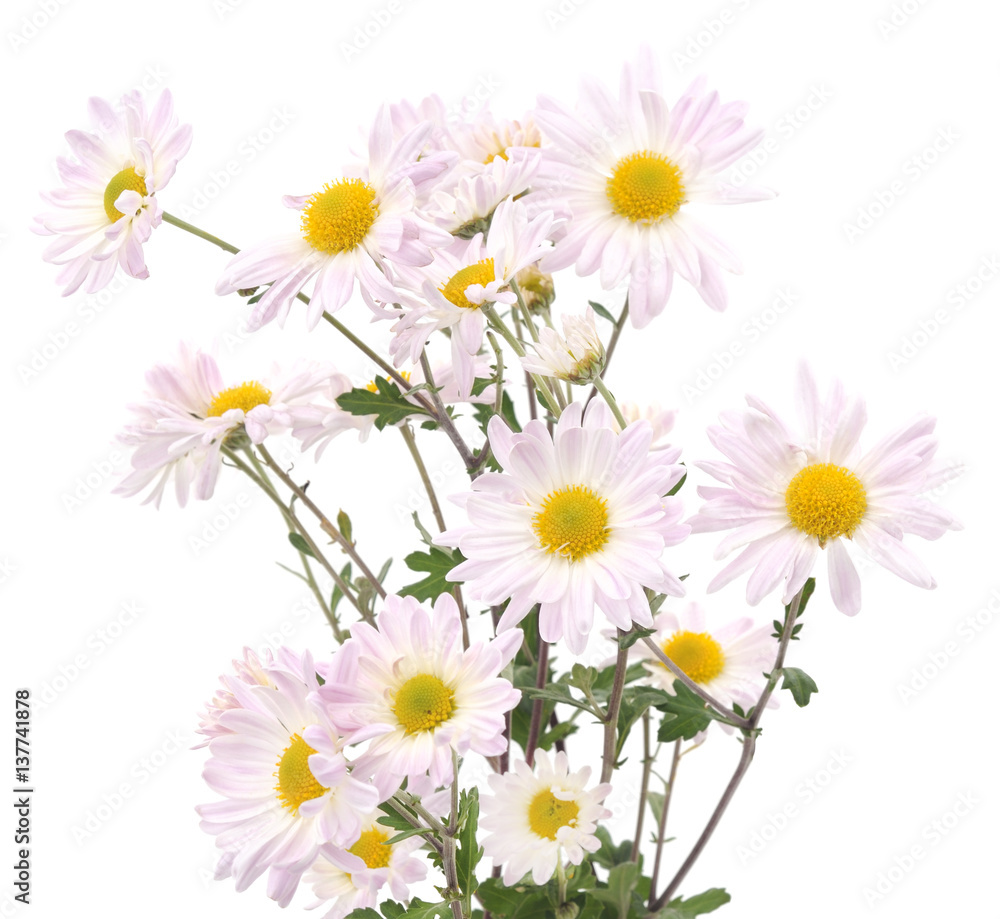 Obraz premium White chamomile.