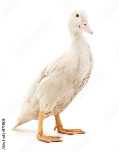 White duck.