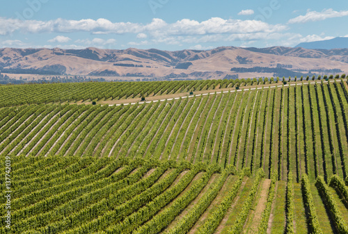 rolling hills with vineyards in summertime