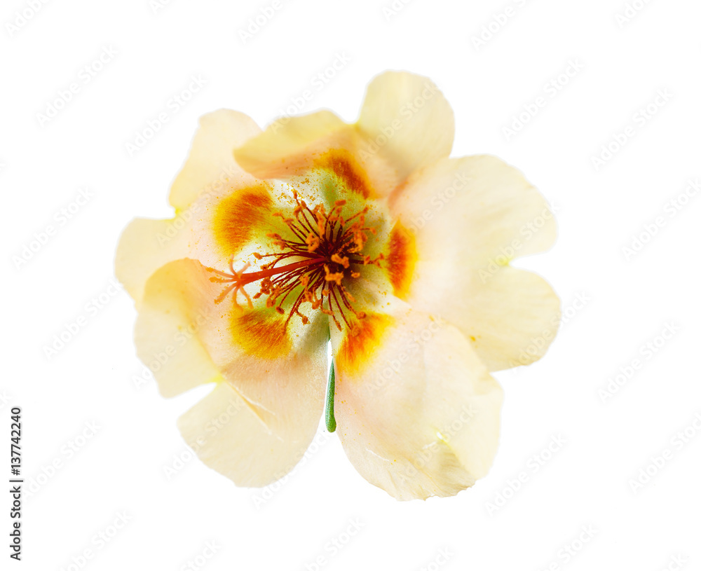 purslane flower isolated purslane flower isolated