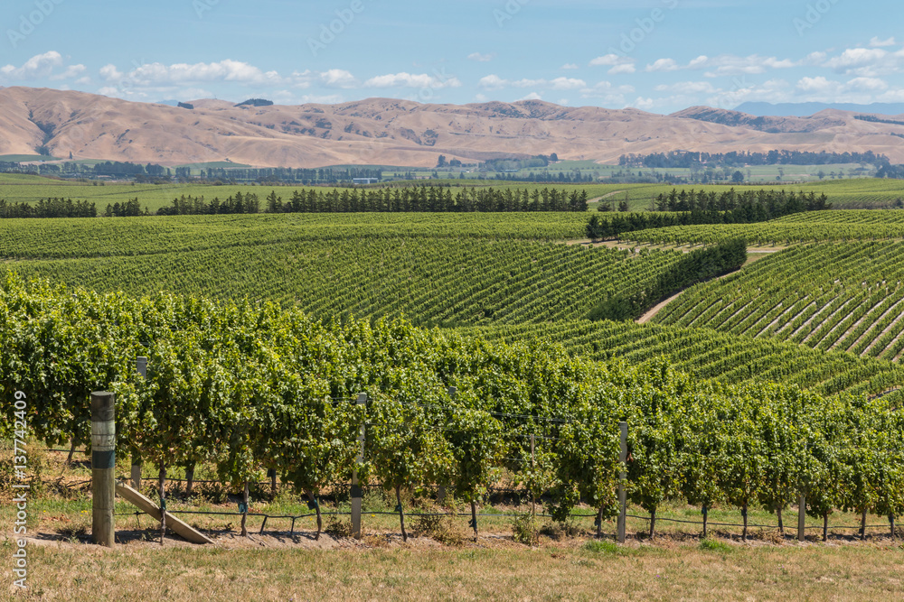 endless vineyards on hills in Marlborough, New Zealand