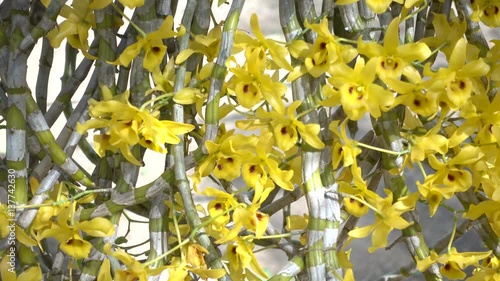 Dendrobium friedericksianum orchid of Chanthaburi ,Thailand photo