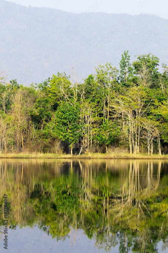 Landscape on the river with forest in thailand.