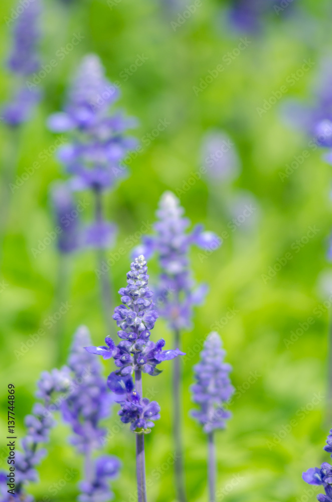 Obraz premium Close-up of lavender flowers bloom in a field