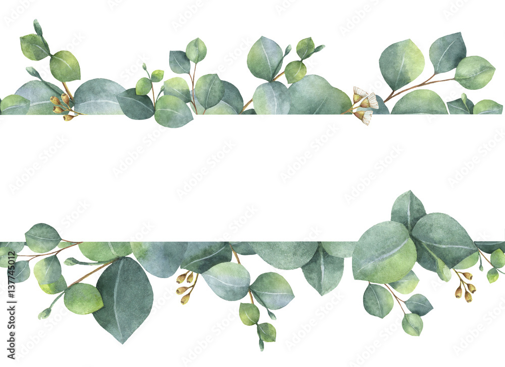 Fototapeta premium Akwareli zielona kwiecista karta z srebnego dolara eukaliptusa liśćmi i gałąź odizolowywać na białym tle.