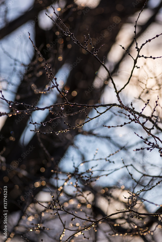 sunlight shining through ice covered tree branches sunlight shining through ice covered tree branches